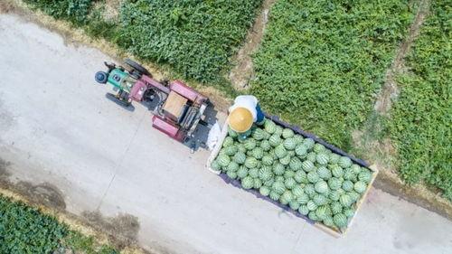 河南娱乐吃瓜,吃瓜群众揭秘幕后故事 第3张 河南娱乐吃瓜,吃瓜群众揭秘幕后故事 第3张